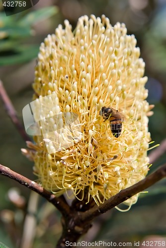 Image of bee and a banksia