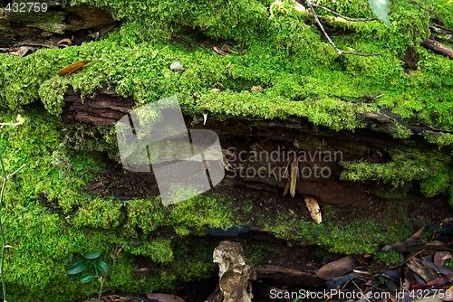 Image of mossy log