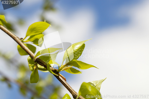 Image of linden leaves, spring