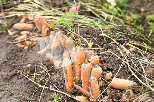 Image of red carrots in the field