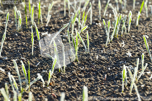 Image of green wheat in frost, close-up