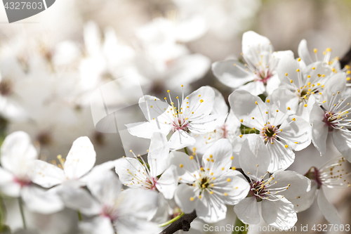 Image of cherry blossoms, close-up