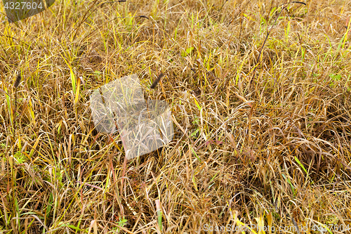 Image of yellowed grass, autumn