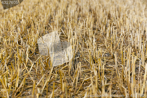 Image of straw in the field