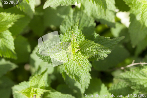 Image of Young green nettle