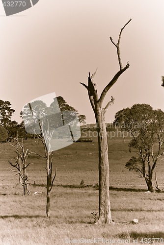 Image of three dead trees