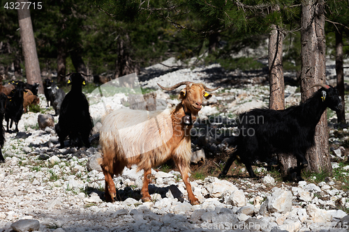 Image of Herd of goats in forest