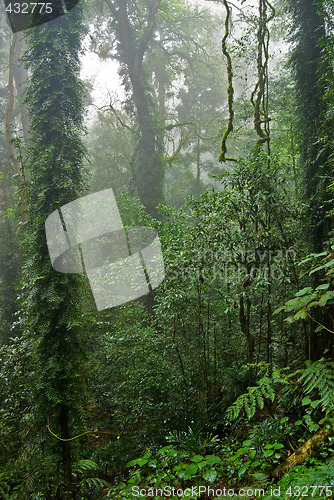 Image of rain forest