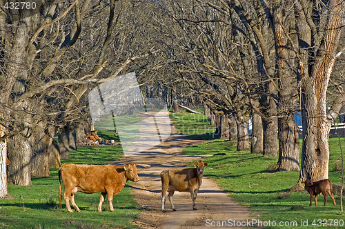 Image of cows in the road