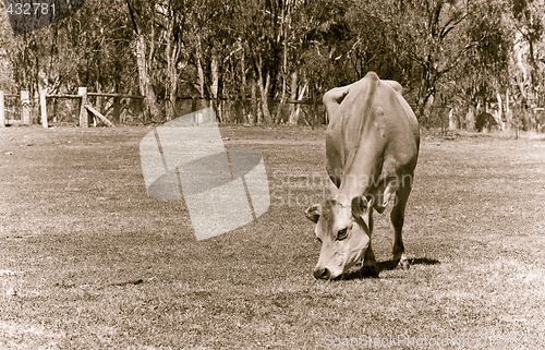 Image of cow eating grass