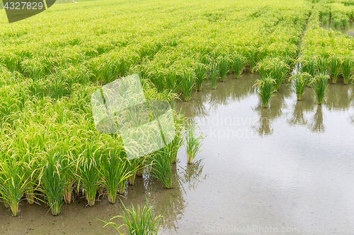 Image of Green Rice field