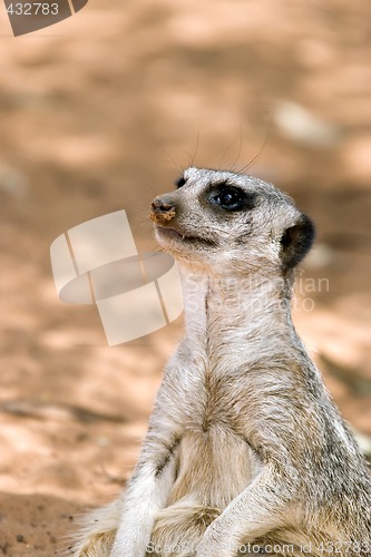 Image of a meerkat sitting down