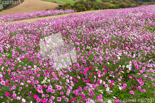 Image of Cosmos field in autumn