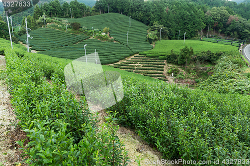 Image of Tea plantation Cameron