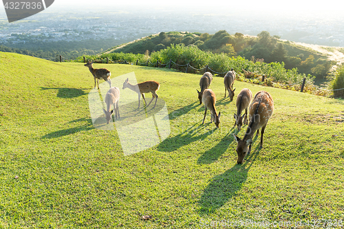 Image of Many deer eating grass