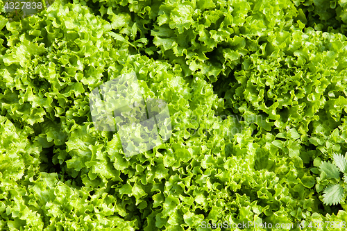 Image of culture of organic salad in greenhouses