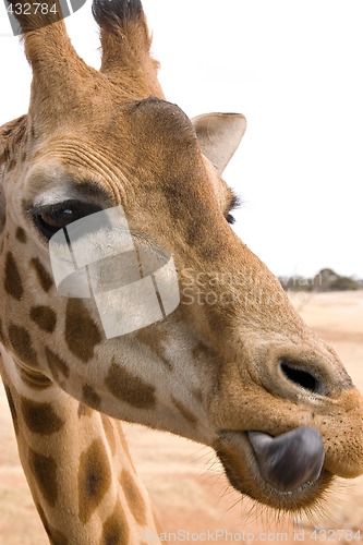 Image of giraffe licking lips