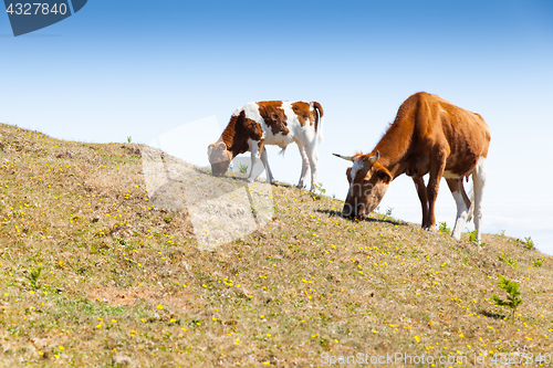 Image of Cow and veal pasture in the mountains madeira