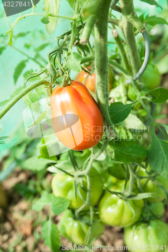 Image of Organic tomatoes in a greenhouse