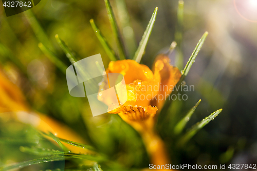 Image of crocus yellow in the morning frost