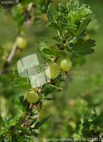 Image of Gooseberry plant in fruit garden