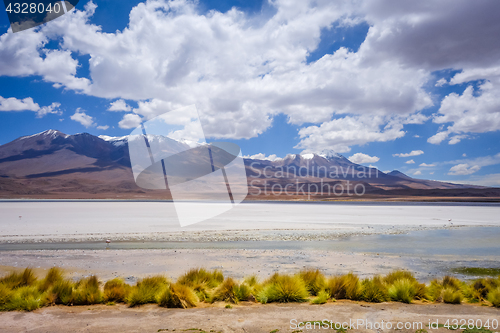 Image of Laguna Honda in sud Lipez Altiplano reserva, Bolivia