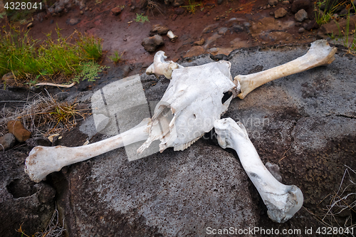 Image of Horse skull and bones