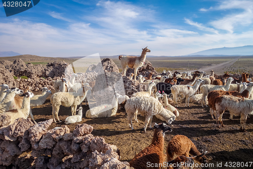 Image of Lamas herd in Bolivia
