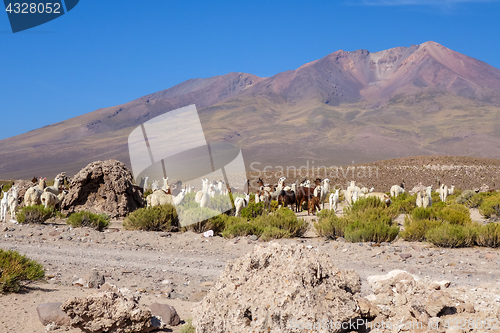 Image of Lamas herd in Bolivia