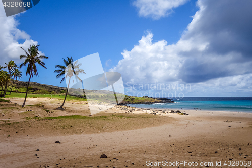 Image of Palm trees on Anakena beach, easter island