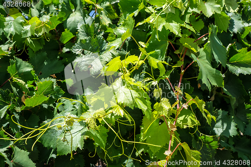 Image of Bunch of grape in a vine