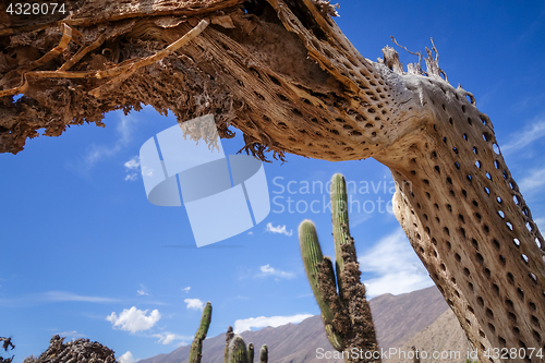 Image of Dry giant cactus in the desert, Argentina