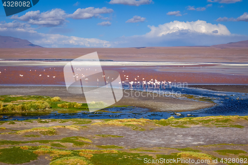 Image of Laguna colorada in sud Lipez Altiplano reserva, Bolivia