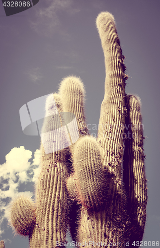 Image of giant cactus in the desert, Argentina