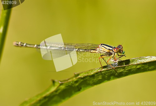 Image of dragonfly eating