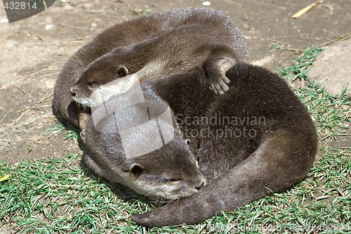 Image of sleeping on the grass