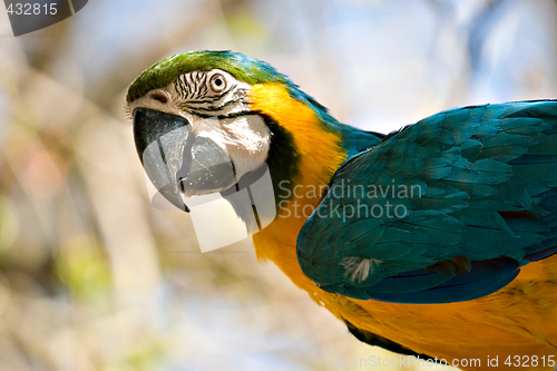 Image of macaw looking back