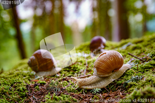 Image of Helix pomatia also Roman snail, Burgundy snail