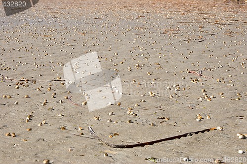 Image of cockles on the beach