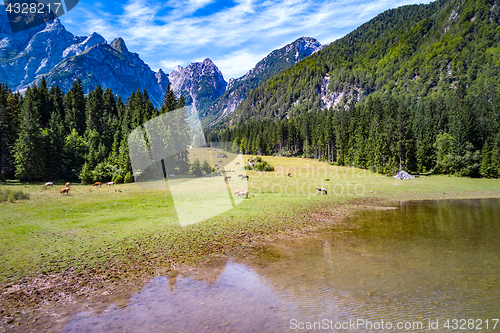 Image of Horses graze on green field.Lake Lago di Fusine Superiore Italy 