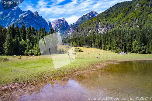 Image of Horses graze on green field.Lake Lago di Fusine Superiore Italy 