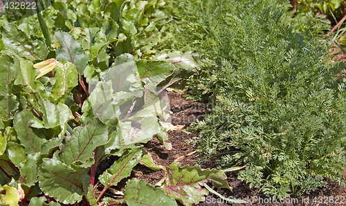 Image of vegies growing