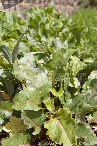 Image of beetroot