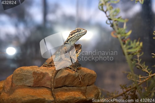 Image of tawny dragons