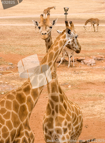Image of two giraffes together