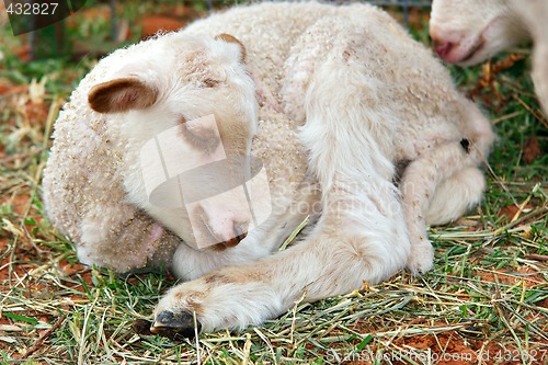 Image of lamb