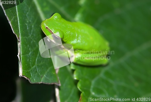 Image of frog on a leaf