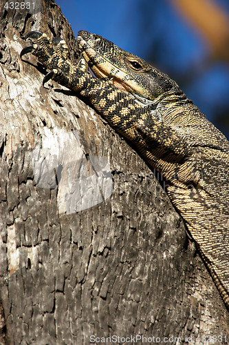 Image of resting goanna