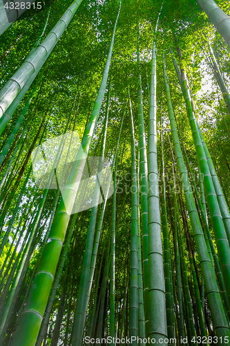 Image of Arashiyama bamboo forest, Kyoto, Japan