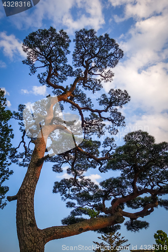 Image of japanese black pine on a blue sky, Nikko, Japan